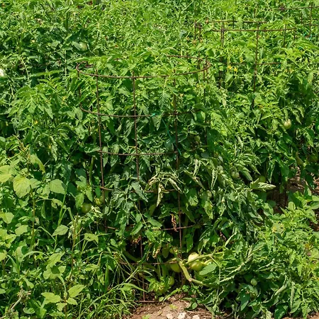 Diona ロウダータ