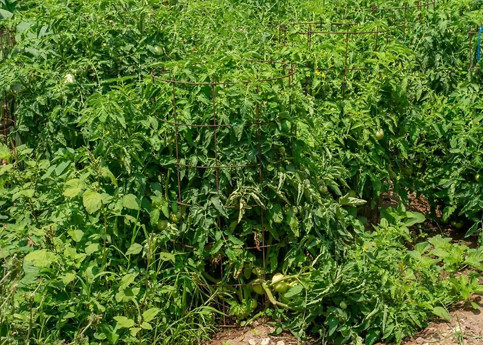 Diona לואורדטה