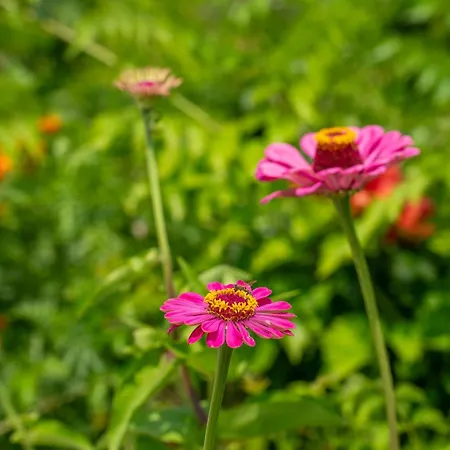 Diona Апартаменты